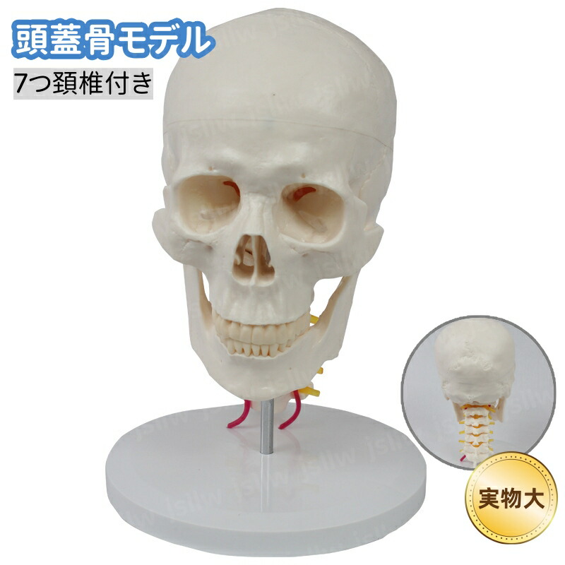 楽天市場】頭蓋骨モデル 実物大 骨格模型 骨 模型 ヒューマンスカル 7