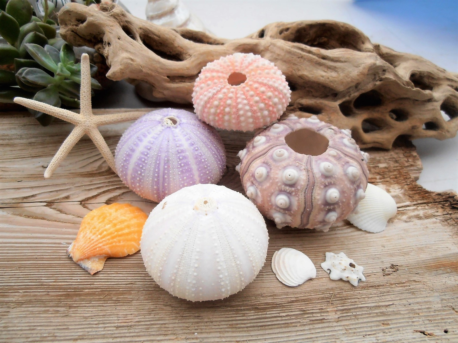 楽天市場】天然素材 ウニ（シーウーチン）（約4〜8cm）カラー4P