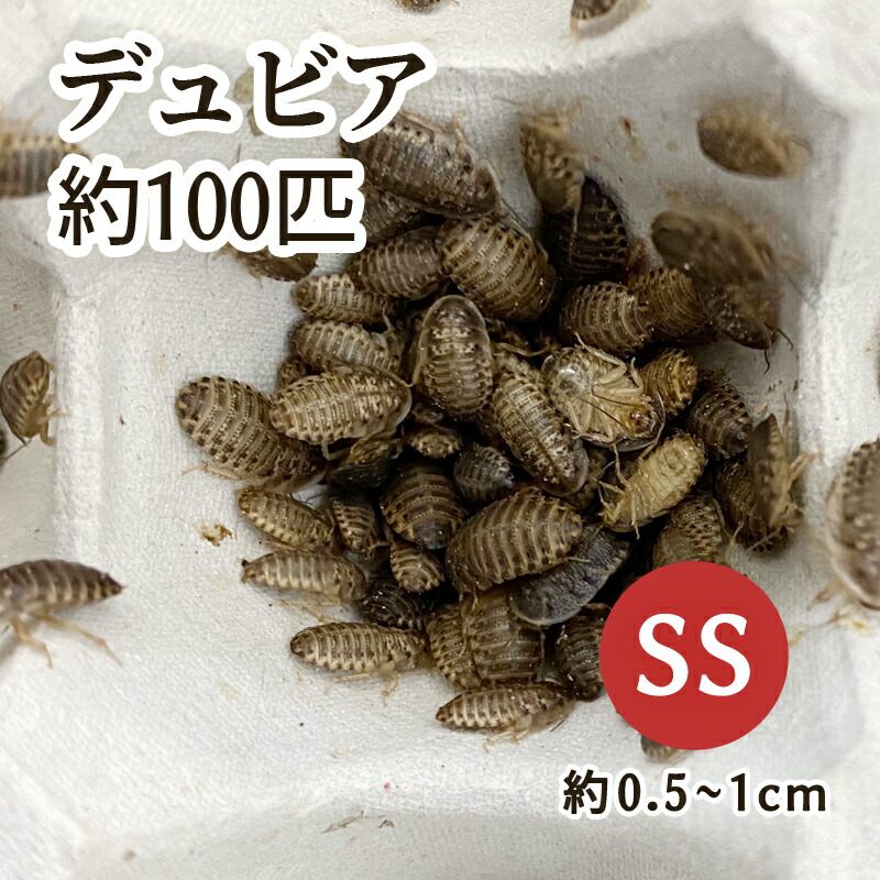 2026年2月 爬虫類・両生類用エサの人気商品ランキング - 価格.com
