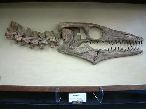 楽天市場】博物館クラス モササウルス化石 : ギャラリーメイスン