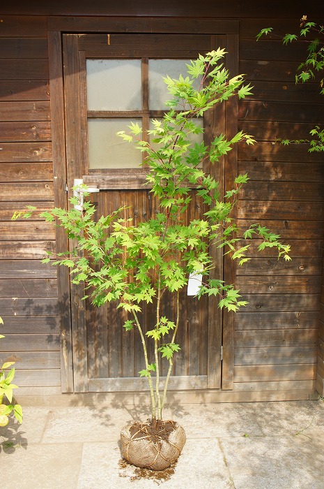 楽天市場】【大型商品】カエデ（楓）/コハウチワカエデ（小羽団扇楓