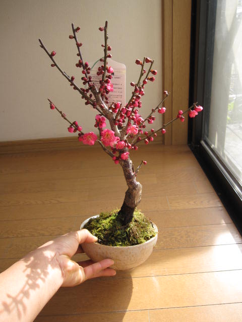 楽天市場】2026年2月から3月に梅の香りが楽しめます今季おすすめ梅盆栽