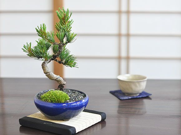 楽天市場】ミニ五葉松とはじめて道具セット ミニ盆栽 ハサミ