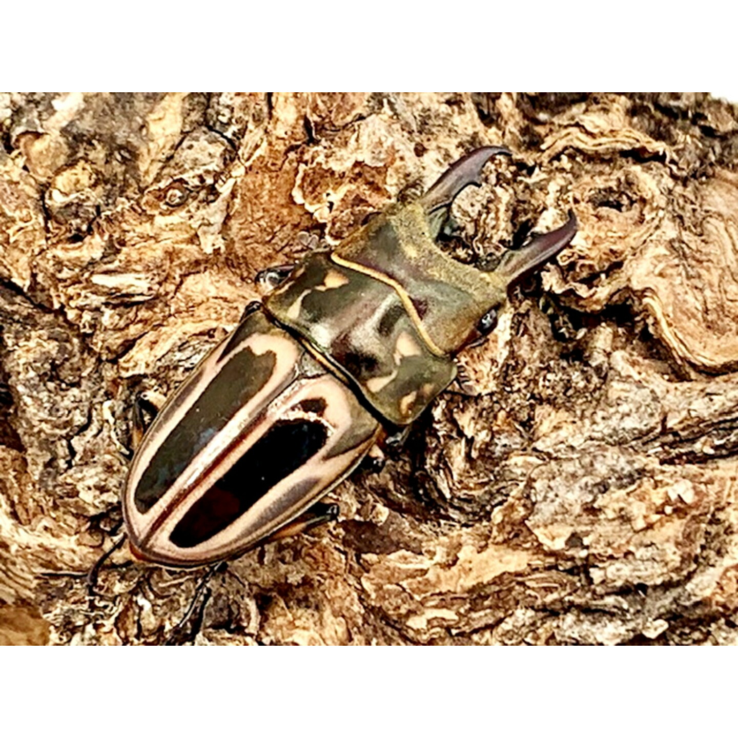 楽天市場】【DDA】パラワン・ゼブラノコギリ 成虫 ペア プレゼント付き