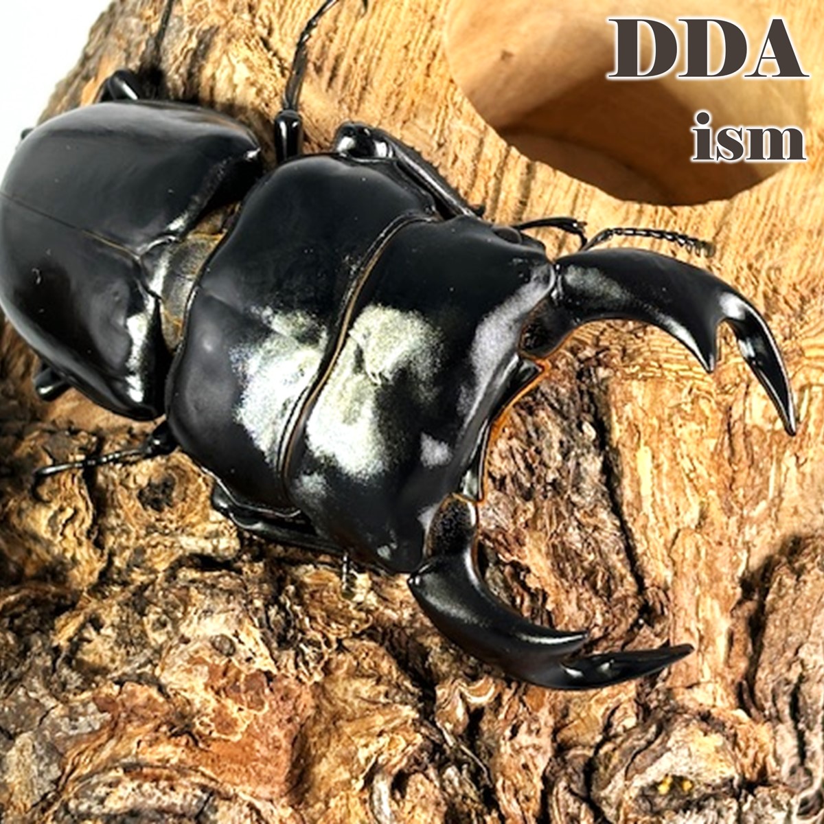 楽天市場】世界最大のオオクワの一つ！【DDA】特大！インド