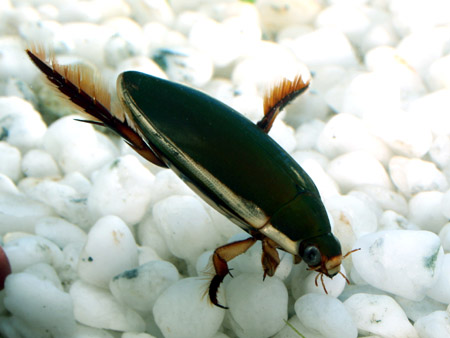 楽天市場】コガタノゲンゴロウ : フォーカス