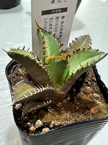 楽天市場】アガベ チタノタ レッドキャットウィーズル(レッドキャット
