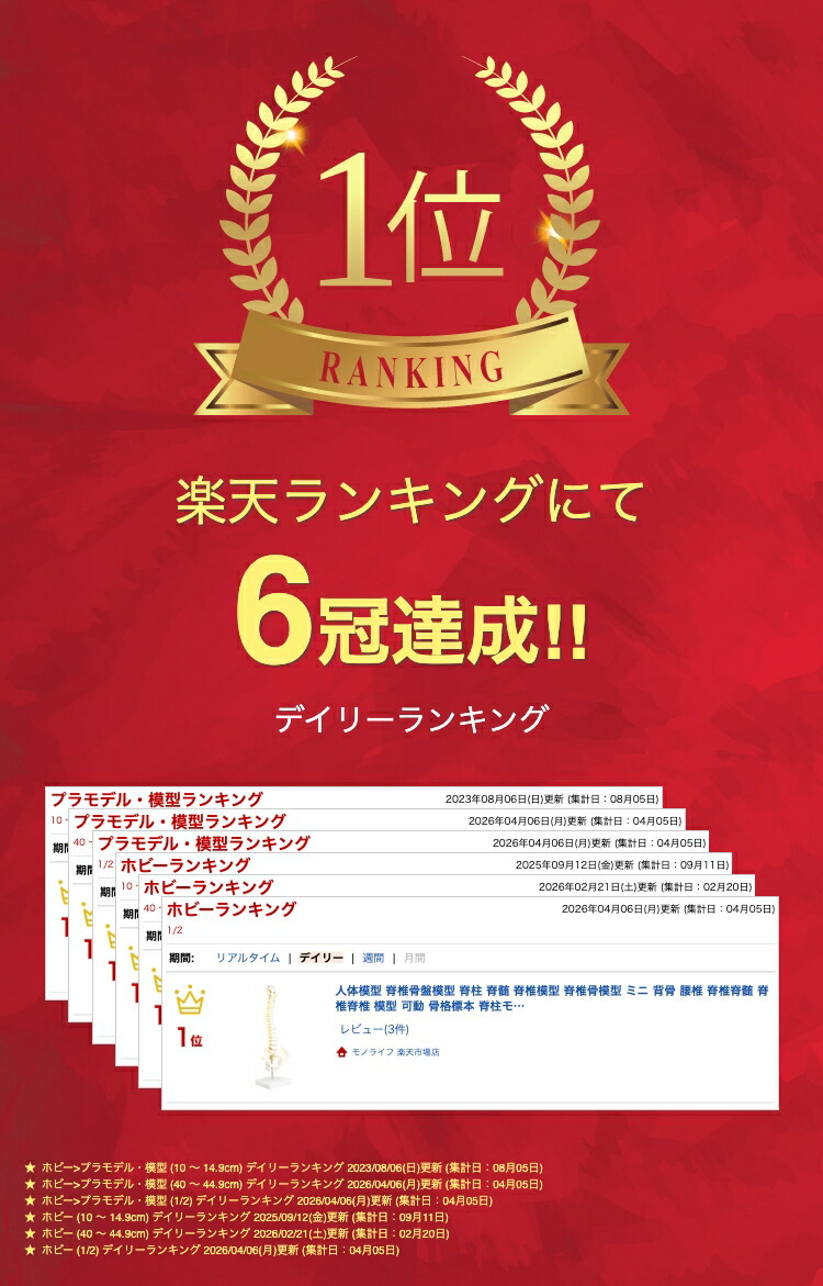 楽天市場】人体模型 脊椎骨盤模型 脊柱 脊髄 脊椎模型 脊椎骨模型 ミニ