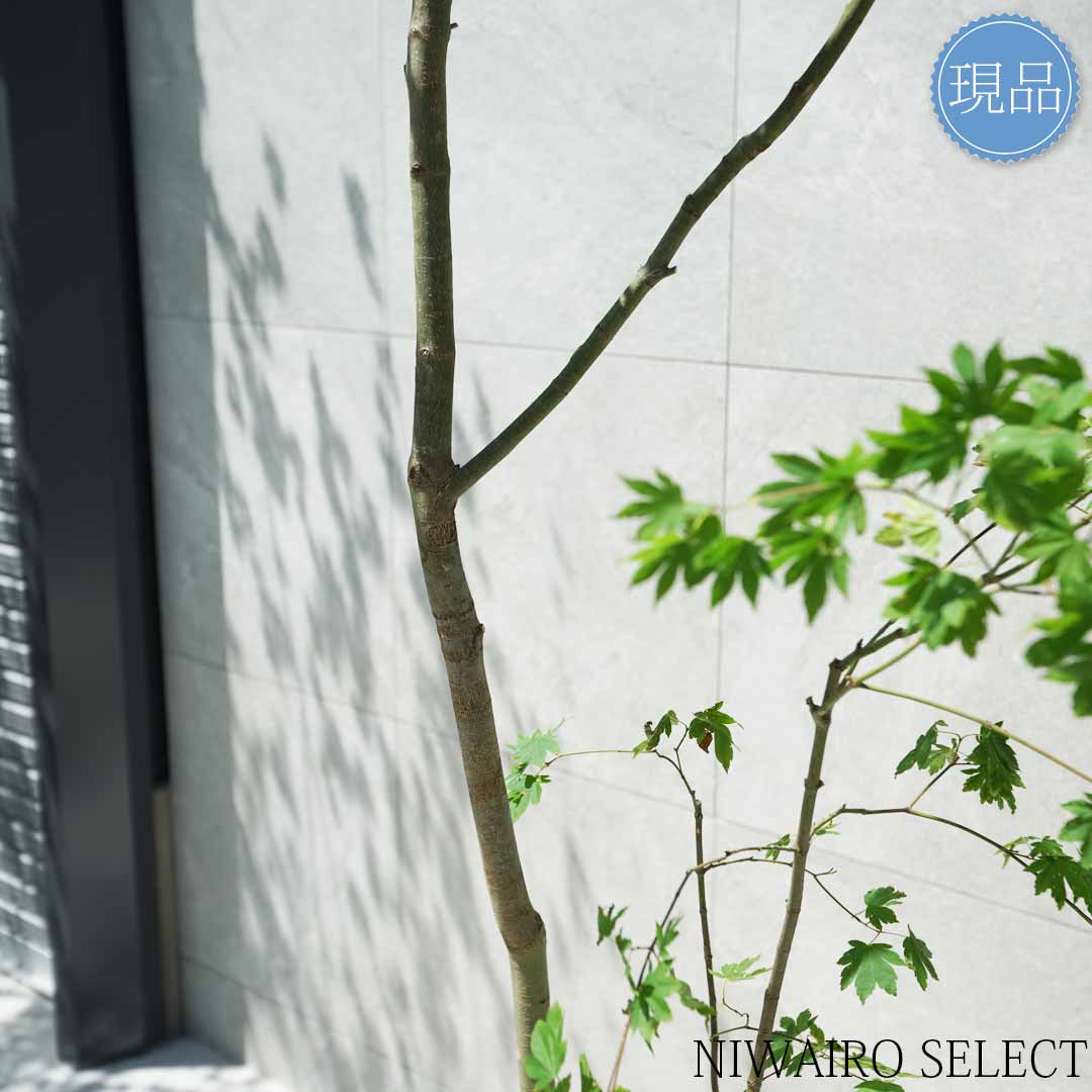 楽天市場】【現品】山採り【コハウチワカエデ】小羽団扇楓 株立ち 自然