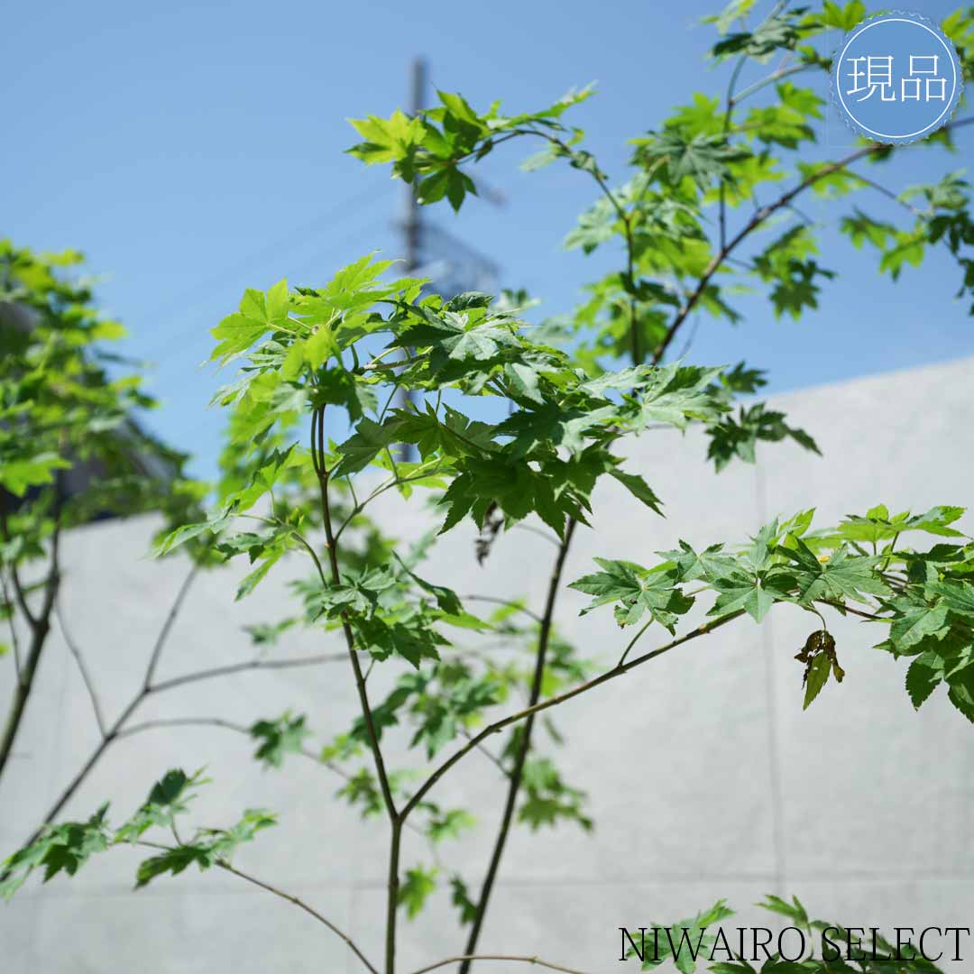 楽天市場】【現品】山採り【コハウチワカエデ】小羽団扇楓 株立ち 自然