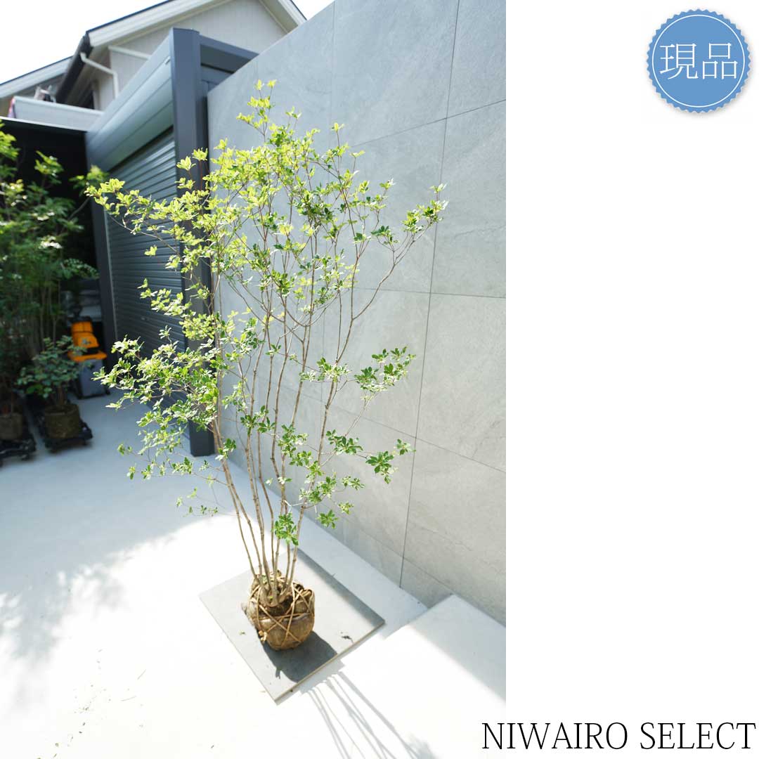 楽天市場】【現品】山採り【アブラツツジ】アブラドウダンツツジ 油