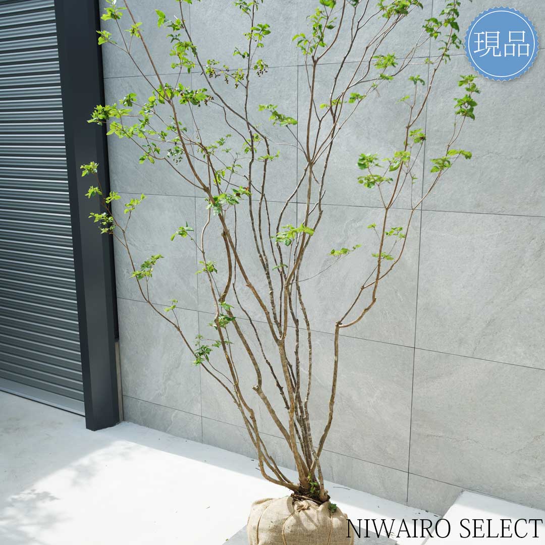 楽天市場】【現品】山採り【ナツハゼ】夏櫨 本株立ち 自然風樹形 樹高H