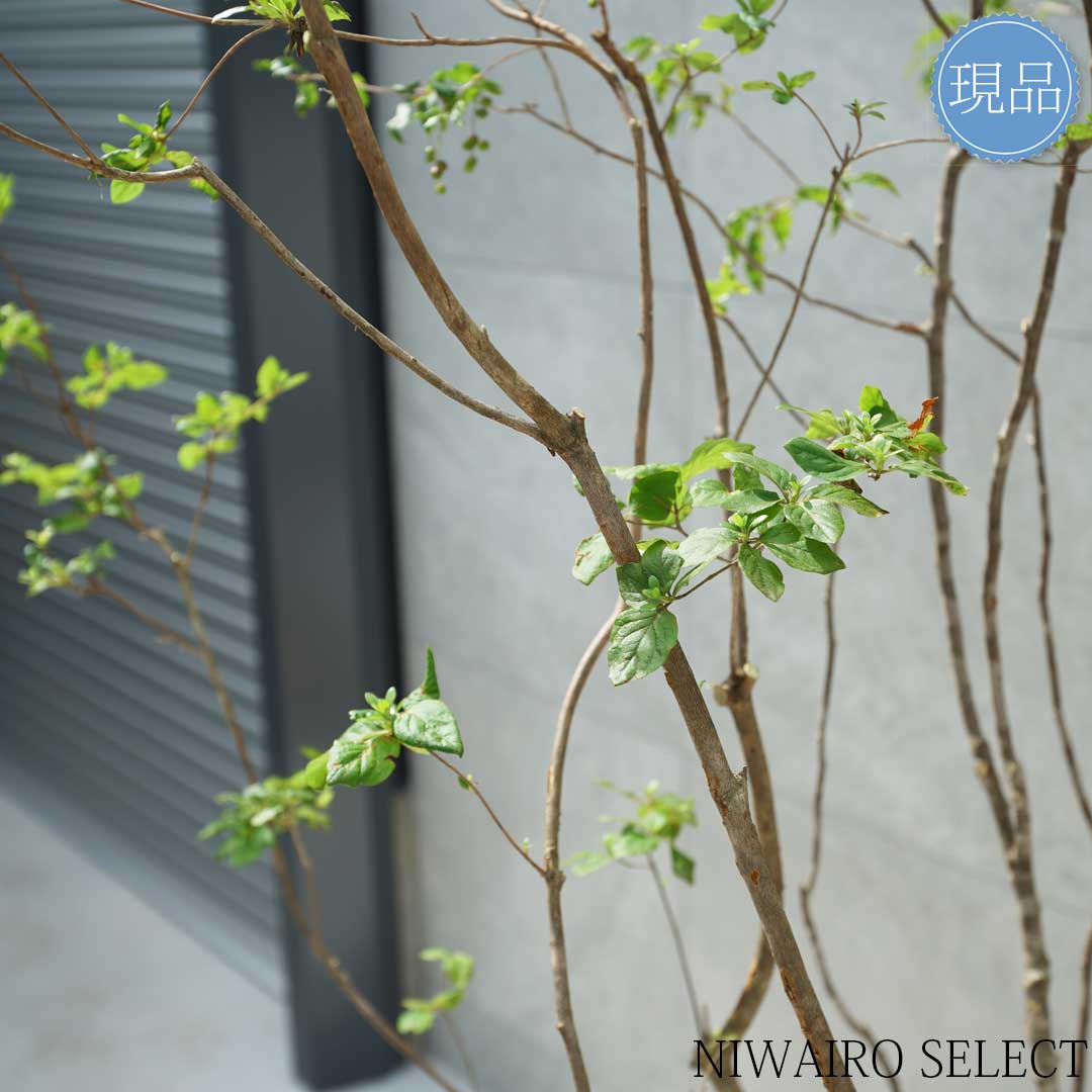 楽天市場】【現品】山採り【ナツハゼ】夏櫨 本株立ち 自然風樹形 樹高H