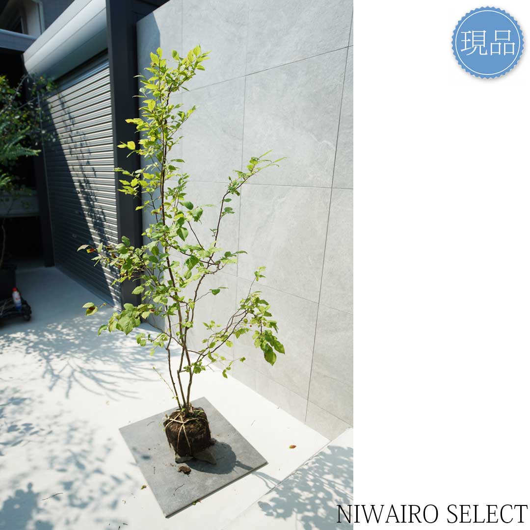 楽天市場】【現品】山採り【ナツハゼ】夏櫨 本株立ち 自然風樹形 樹高H