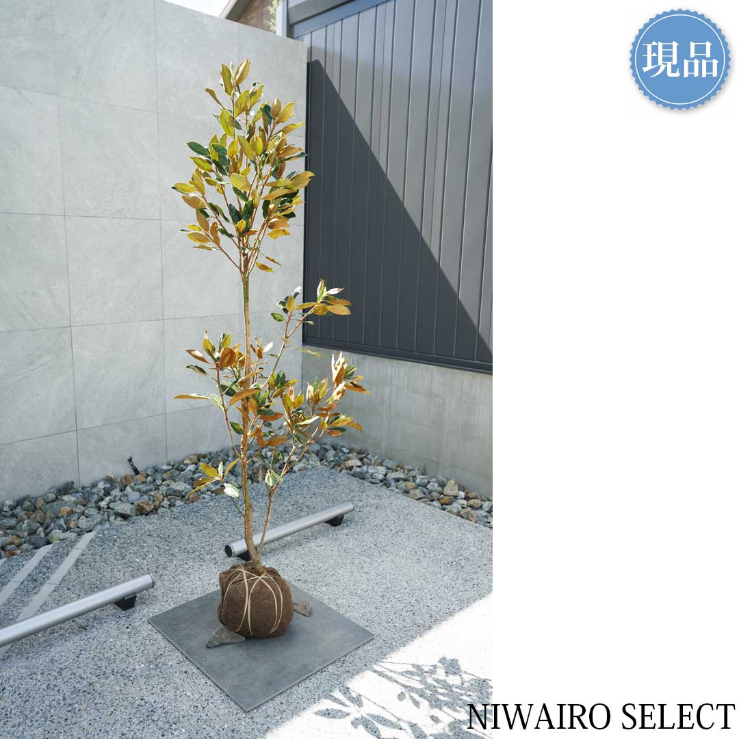 楽天市場】【現品】【リトルジェム】タイサンボク 矮性 自然風樹形