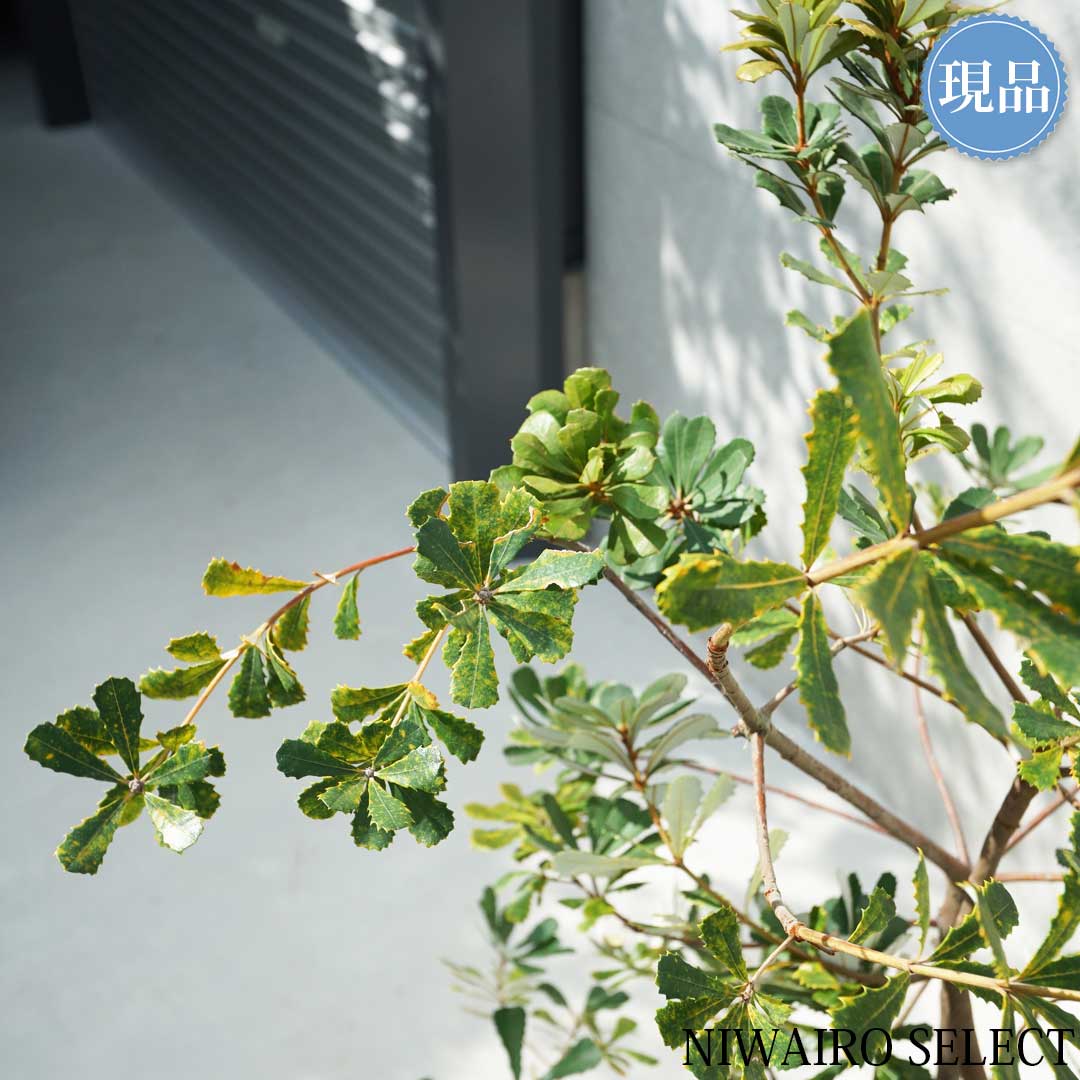 楽天市場】【現品】【バンクシア】コーストバンクシア オージー