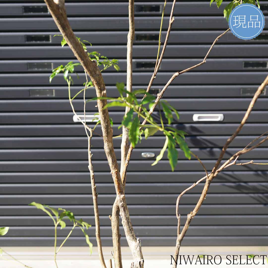 楽天市場】【現品】山採り【大型アセビ】白花 馬酔木 株立ち 自然風樹