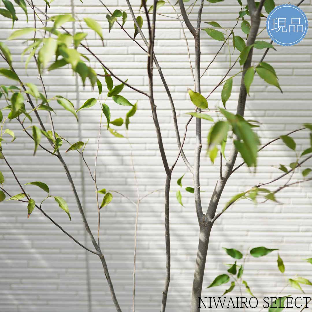 楽天市場】【現品】山採り【ハイノキ】株立ち 自然風樹形 樹高H≒225