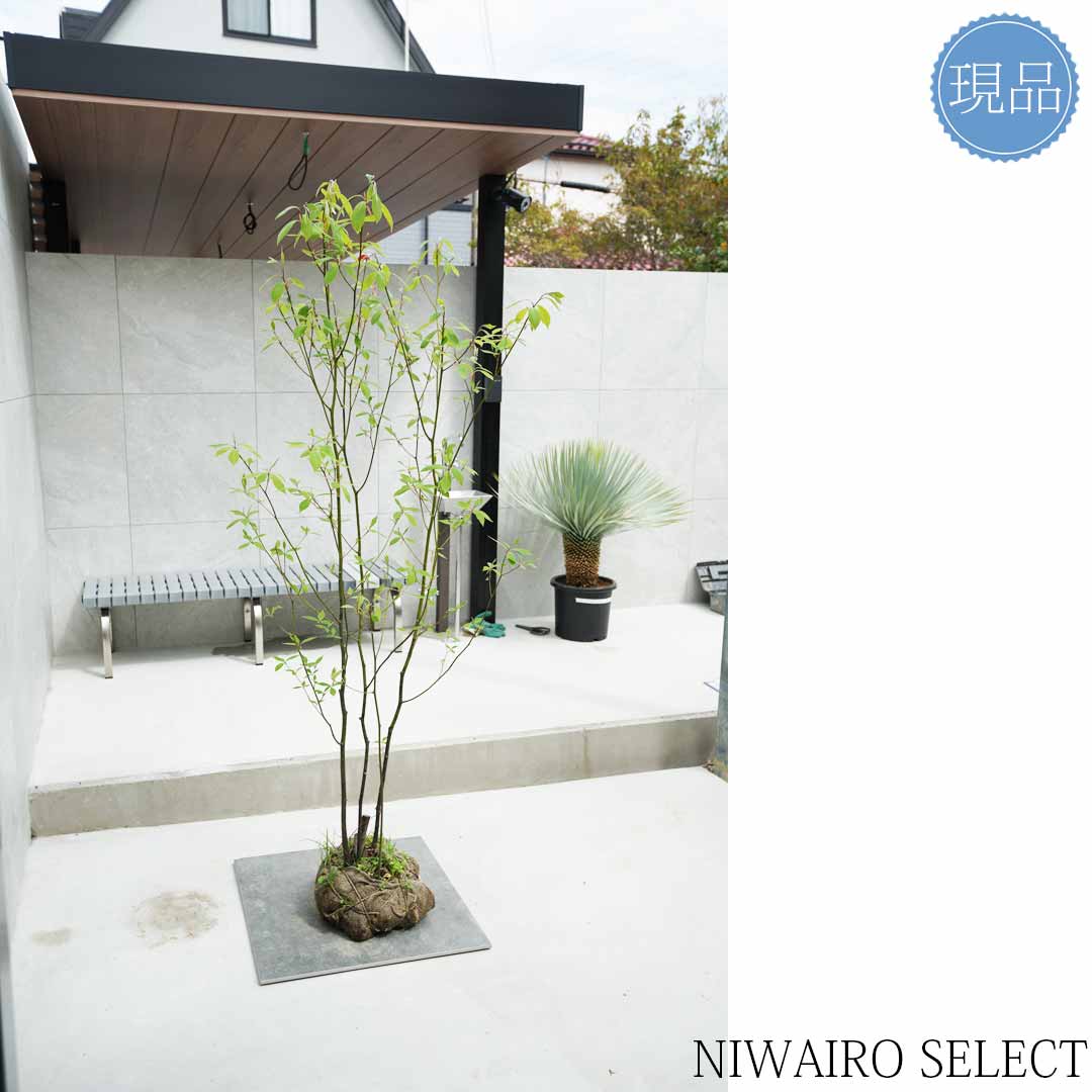 楽天市場】【現品】【クロモジ】黒文字 株立ち 自然風樹形 樹高H≒170