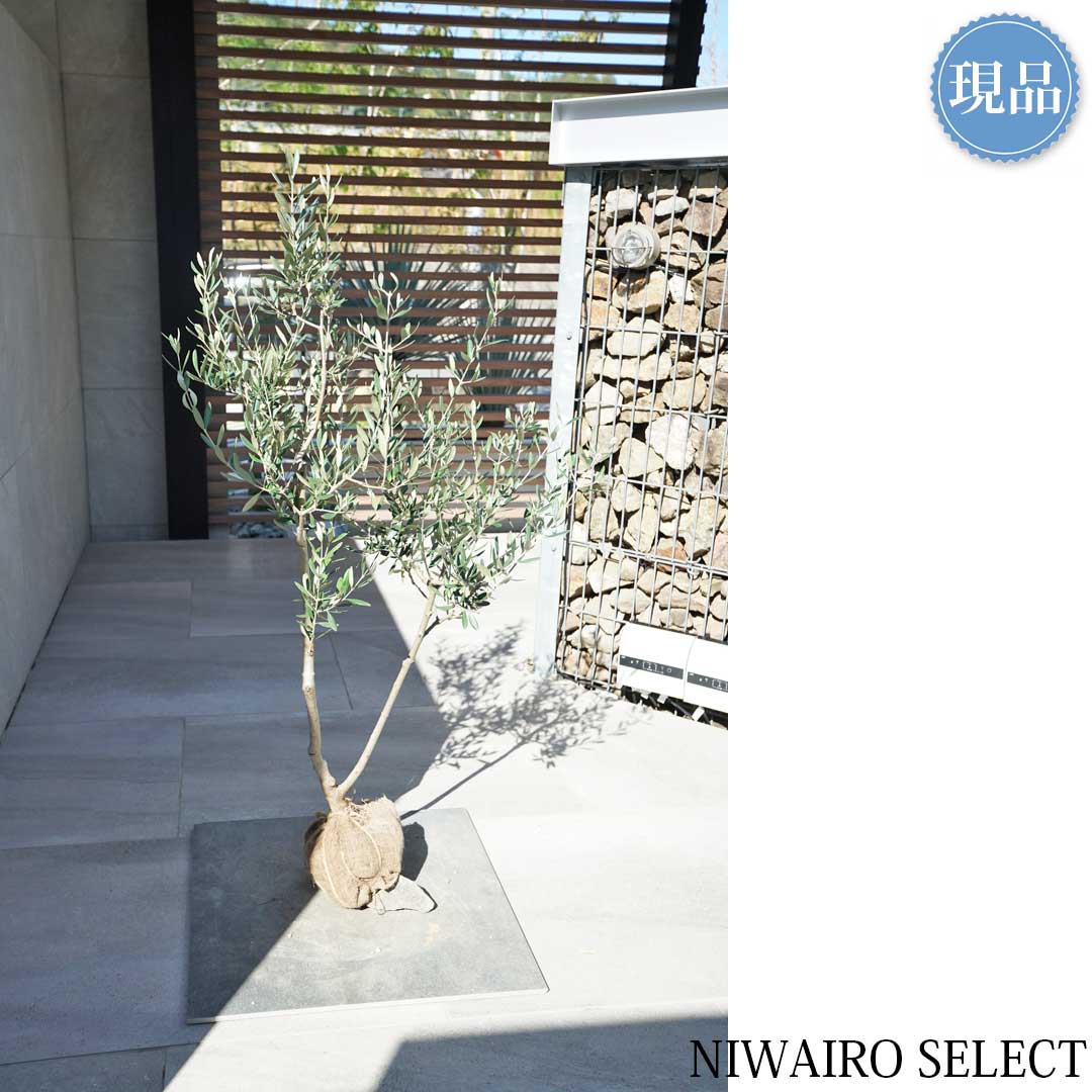 楽天市場】【現品】【オリーブの木】ルッカ 自然風樹形 樹高H≒115