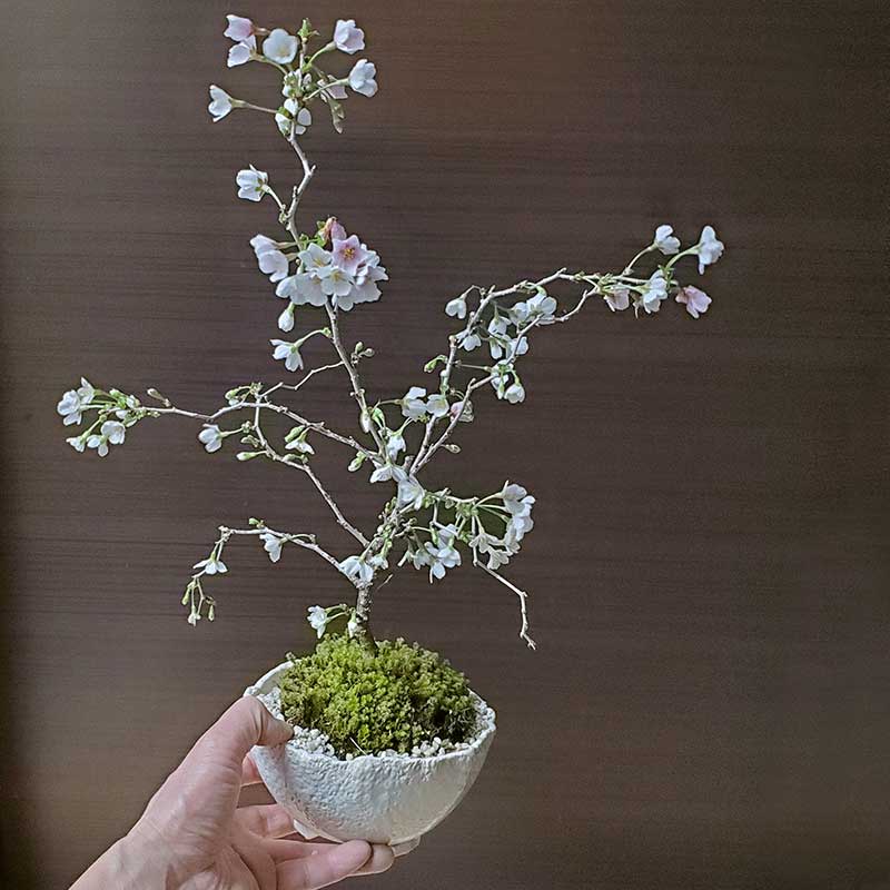 楽天市場】盆栽 サクラ咲く 富士桜 湖上の舞 盆栽 一重の花 万古焼 白
