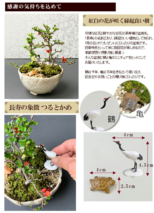 楽天市場】盆栽 長寿梅 紅白 二本植え紅白長寿梅（コウハクチョウジュ