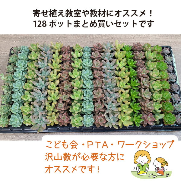 Top【選抜株】 多肉植物 23472ウェルス 105個 プラグトレー苗 Top