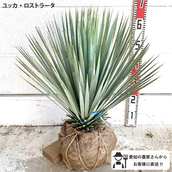 楽天市場】［2026年春発送・予約］ユッカ ロストラータ 大株 根巻苗