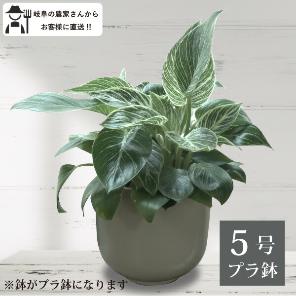 楽天市場】フィロデンドロン・バーキン 5号鉢 1鉢 プラ鉢 観葉植物