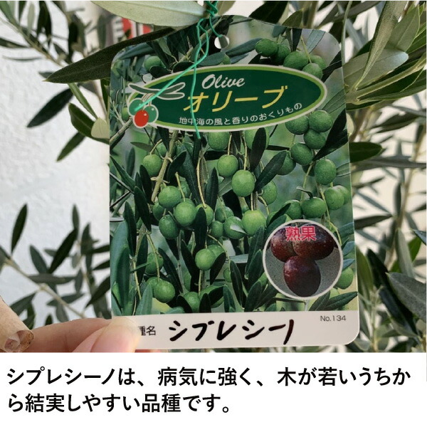 楽天市場】［生産者直送］オリーブ シプレシーノ シプレッシーノ 樹高