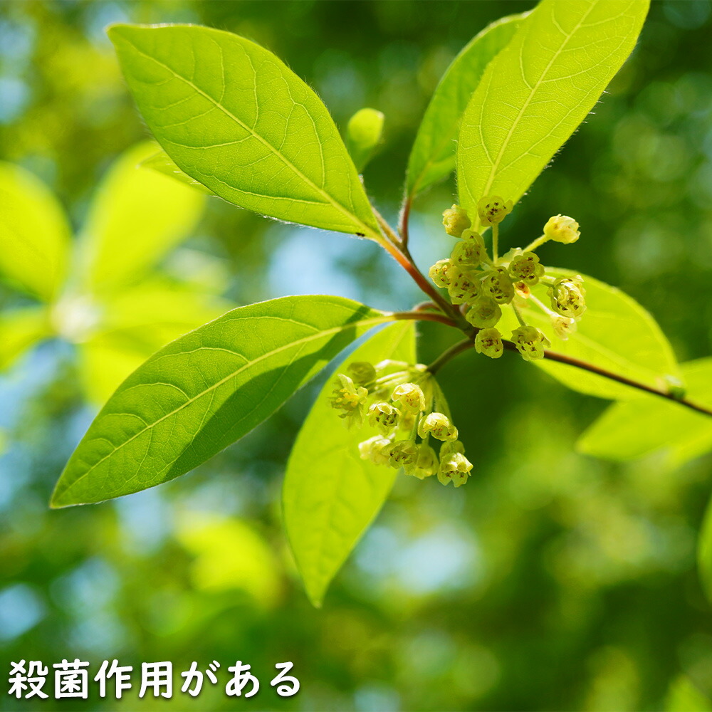 楽天市場】クロモジ 株立ち 2m 露地 苗木 : トオヤマグリーン