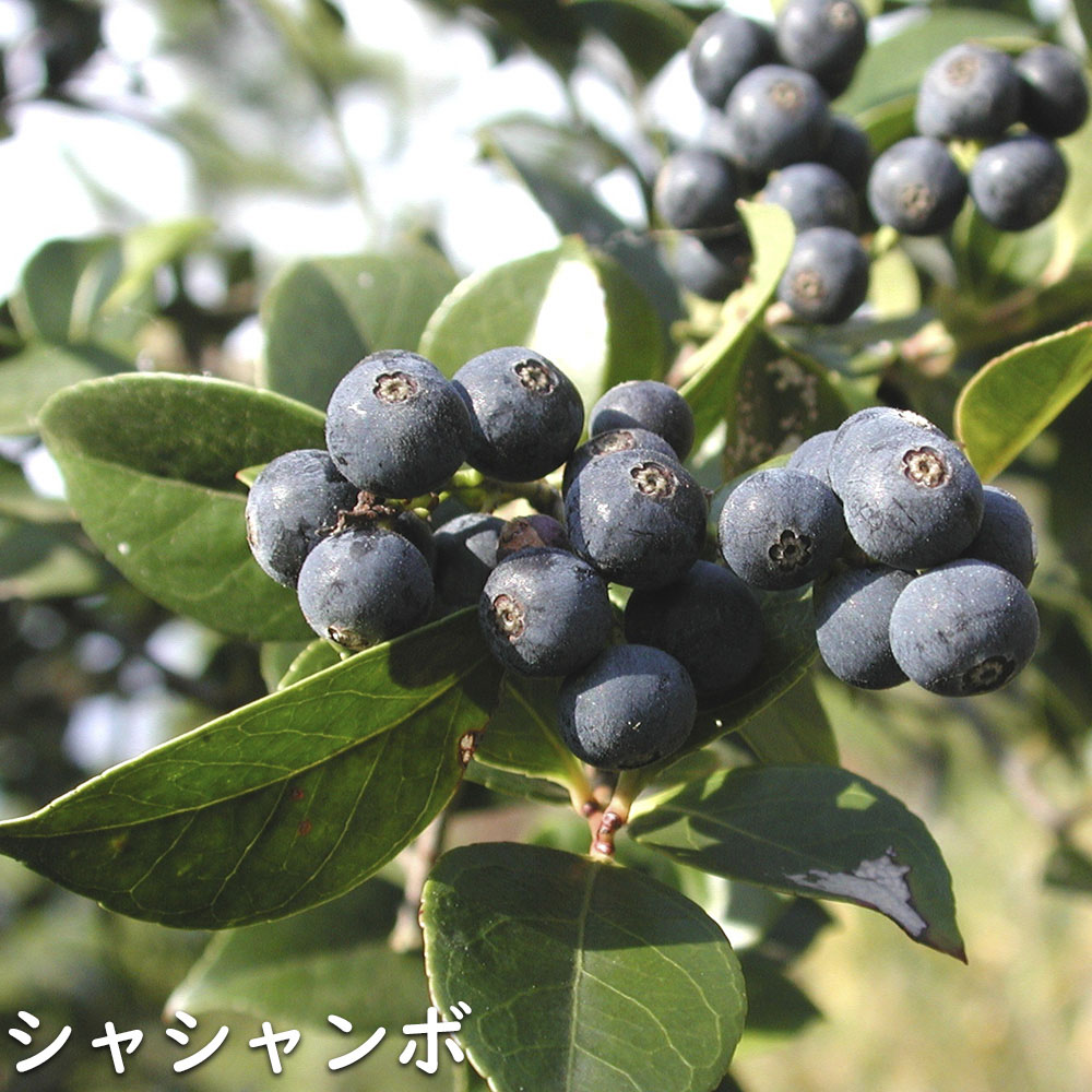 楽天市場】シャシャンボ 0.6m 露地 3本 苗 : トオヤマグリーン