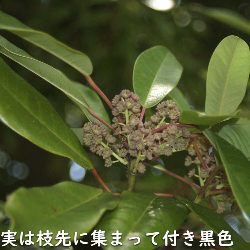 楽天市場】ユズリハ 0.3m 10.5cmポット 25本 苗 : トオヤマグリーン