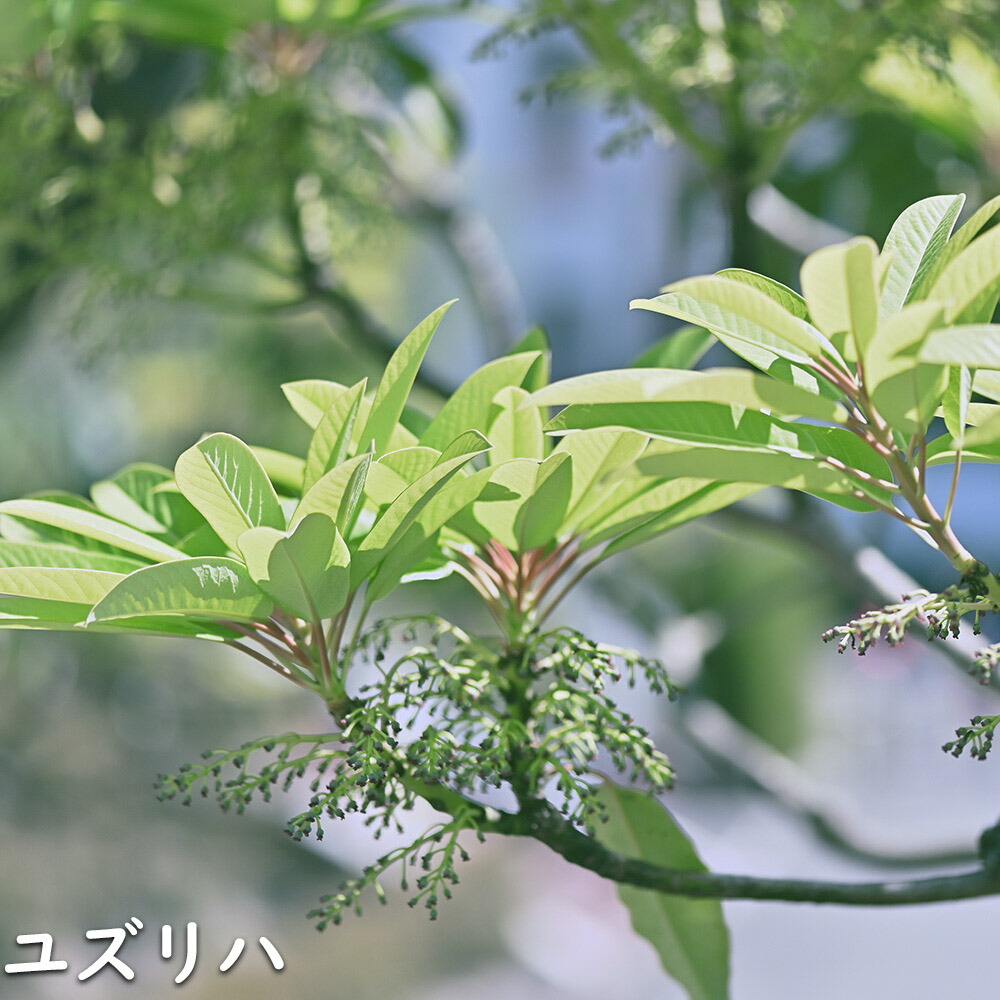 楽天市場】ユズリハ 2m 露地 2本 苗木 : トオヤマグリーン