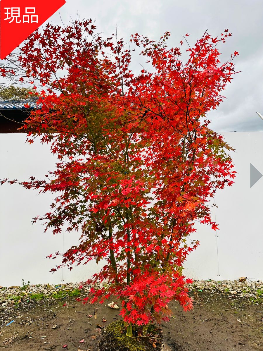 楽天市場】【現品発送】イロハモミジ 本株立ち 樹高2.4-2.6m(根鉢含ま