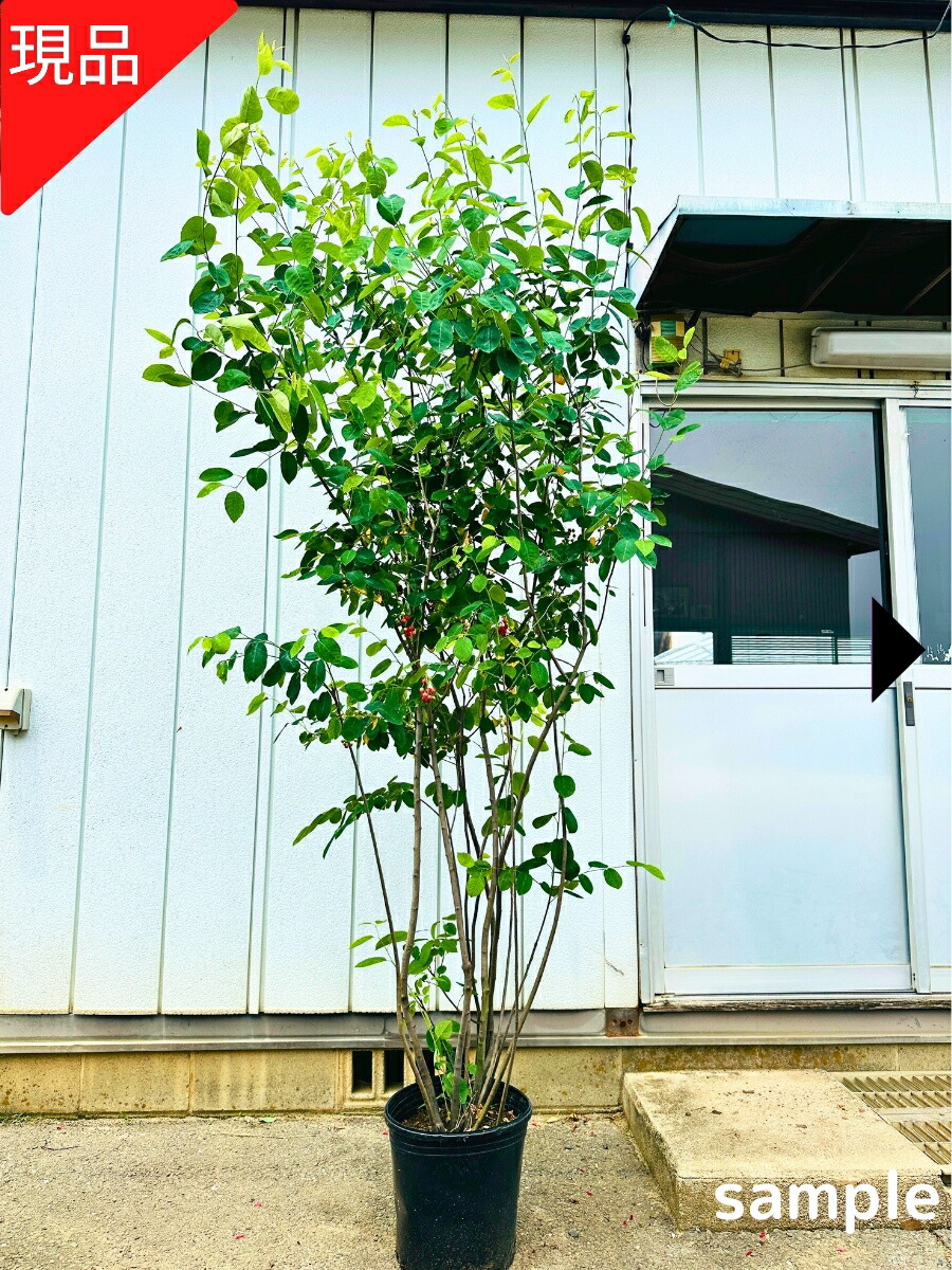 楽天市場】【現品発送】ジューンベリー 株立ち 樹高2.3-2.5m(鉢底から