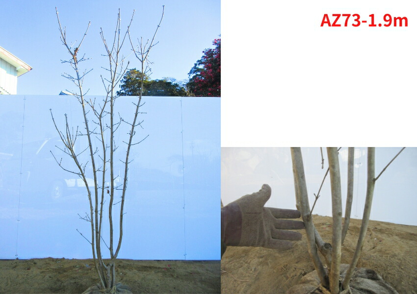 楽天市場】【現品発送】アオダモ 株立ち 樹高1.8-2.2m(根鉢含まず