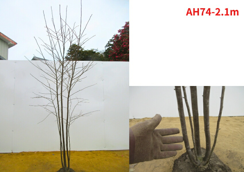 楽天市場】【現品発送】アオハダ 本株立ち 樹高1.9-2.2m(根鉢含まず