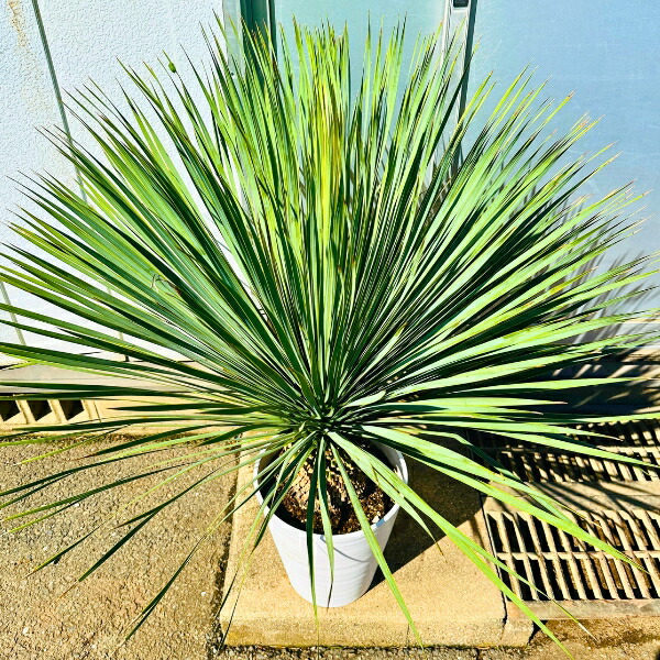 楽天市場】【一点もの】ユッカ ロストラータ 10号鉢 樹高1.1m(鉢底