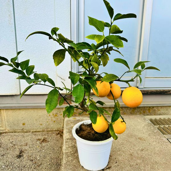 楽天市場】レモンの木 マイヤーレモン 樹高50cm(鉢底から) 5号 接ぎ木