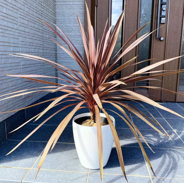 楽天市場】コルジリネ レッドスター 7号 樹高0.6m前後(鉢底から) 鉢