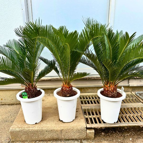 ソテツ 盆栽」の人気商品一覧 | 安い商品を通販サイトから探す - 価格.com