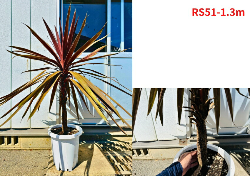 楽天市場】【現品発送】コルジリネ(コルディリネ) レッドスター10号鉢