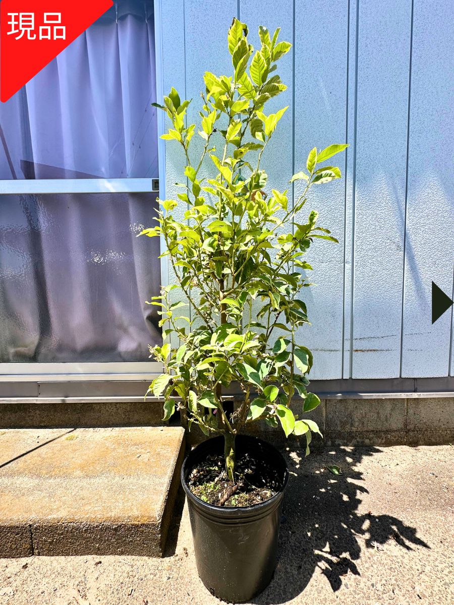 楽天市場】【現品発送】ピンクレモネード 斑入りレモンの木 10号 樹高