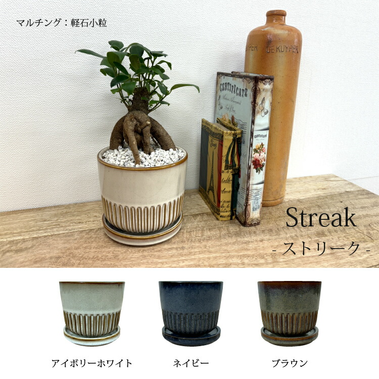 楽天市場】【植木鉢が選べる！】ガジュマル 幹太タイプ 4号 / 観葉植物