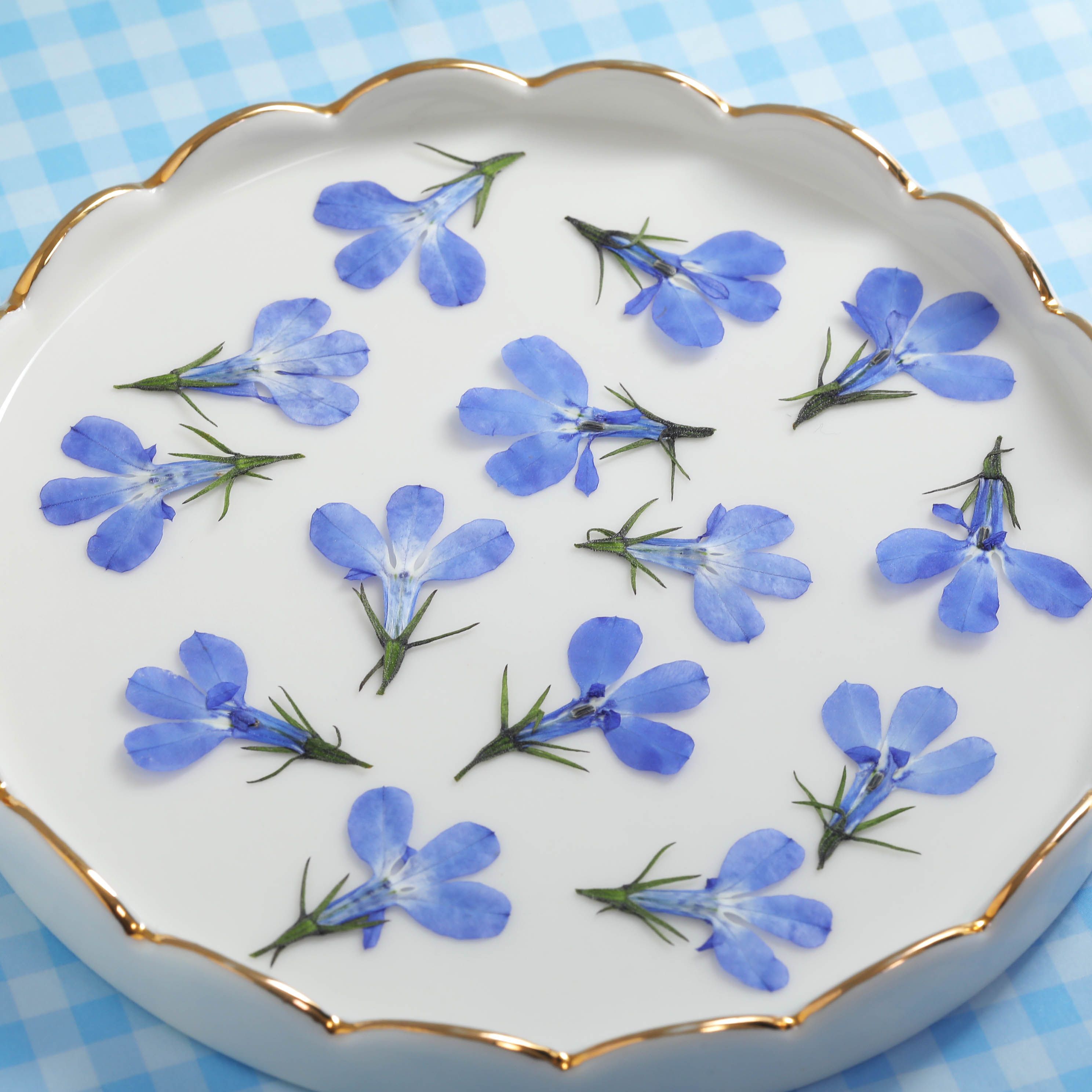 楽天市場】押し花 ドライフラワー ロベリア ブルー 10枚 mflower