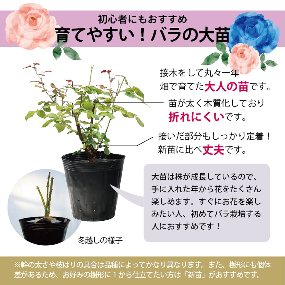 楽天市場】四季咲きバラ苗 【グレイパール】 2年生大苗 : 苗木部 by