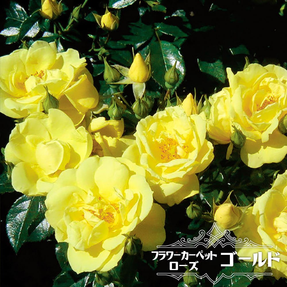楽天市場】フラワーカーペットローズ 【ゴールド】 ポット苗 バラ苗
