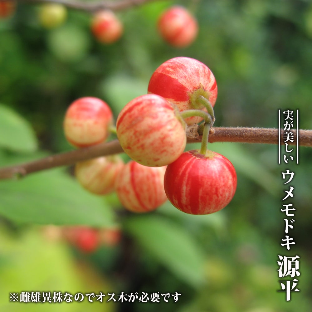 楽天市場】ウメモドキ 源平 （雌雄セット） 3.5号ポット苗 【ハナヒロ