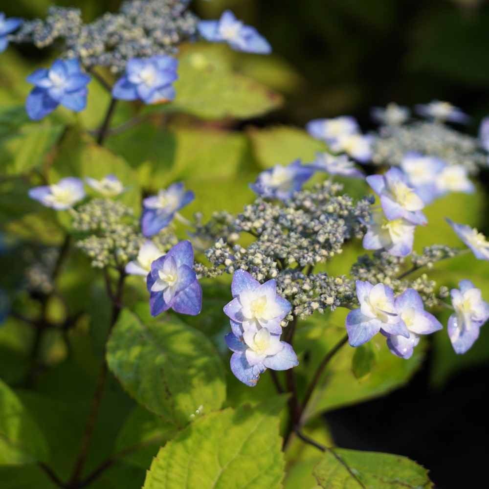 楽天市場】紫陽花 ヤマアジサイ 【深山八重紫（みやまやえむらさき